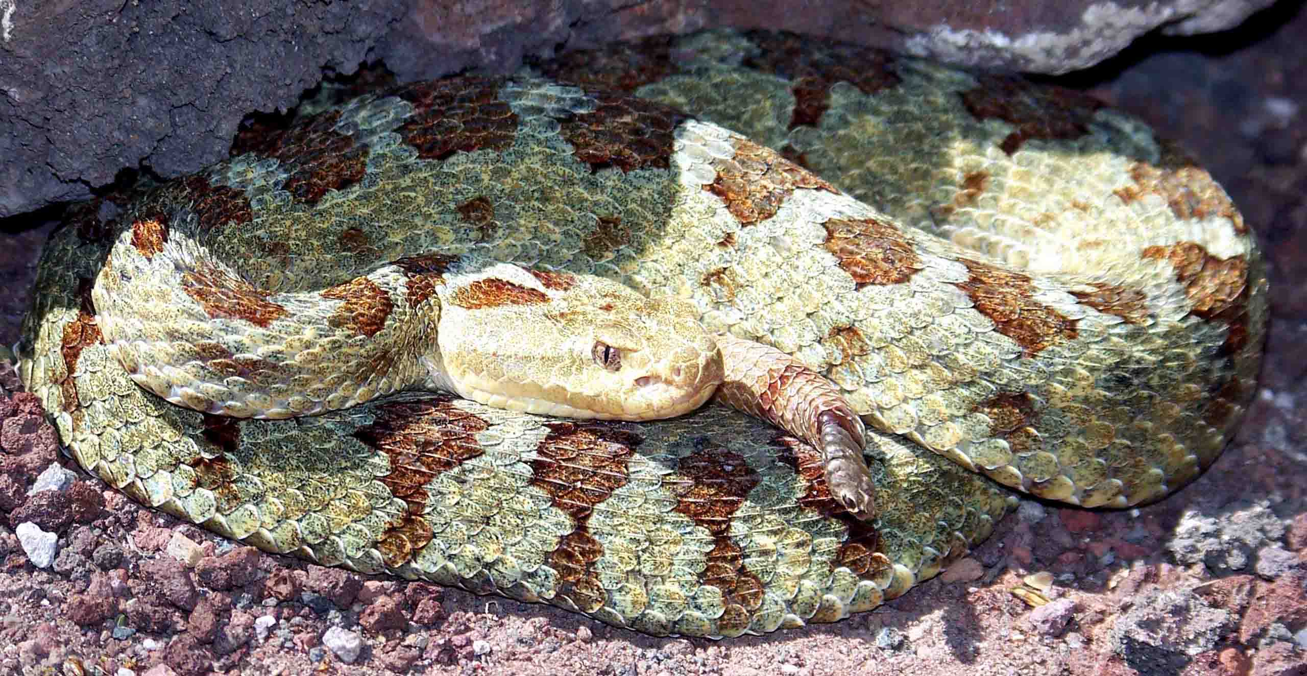 Crotalus aquilus